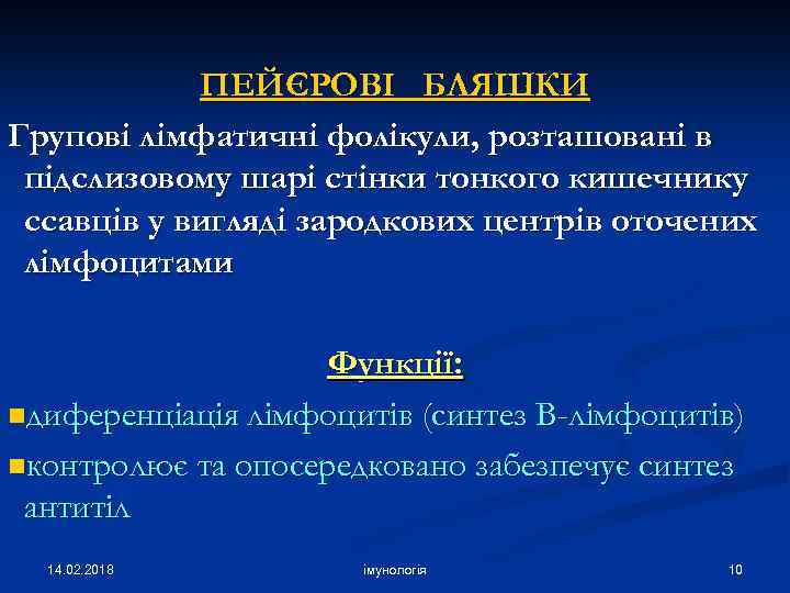 ПЕЙЄРОВІ БЛЯШКИ Групові лімфатичні фолікули, розташовані в підслизовому шарі стінки тонкого кишечнику ссавців у