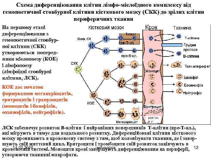 Схема диференціювання клітин лімфо-міелоїдного комплексу від гемопоетичної стовбурної клітини кісткового мозку (СКК) до зрілих