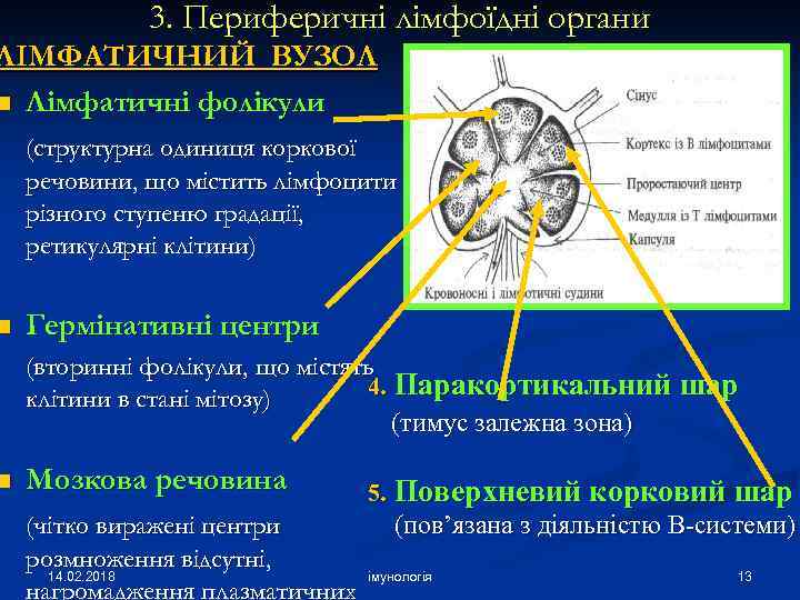 3. Периферичні лімфоїдні органи ЛІМФАТИЧНИЙ ВУЗОЛ n Лімфатичні фолікули n n (структурна одиниця коркової