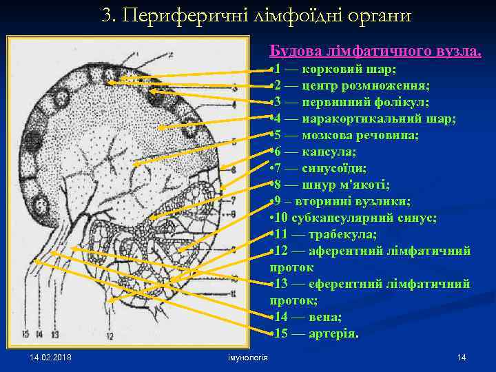 3. Периферичні лімфоїдні органи Будова лімфатичного вузла. • 1 — корковий шар; • 2