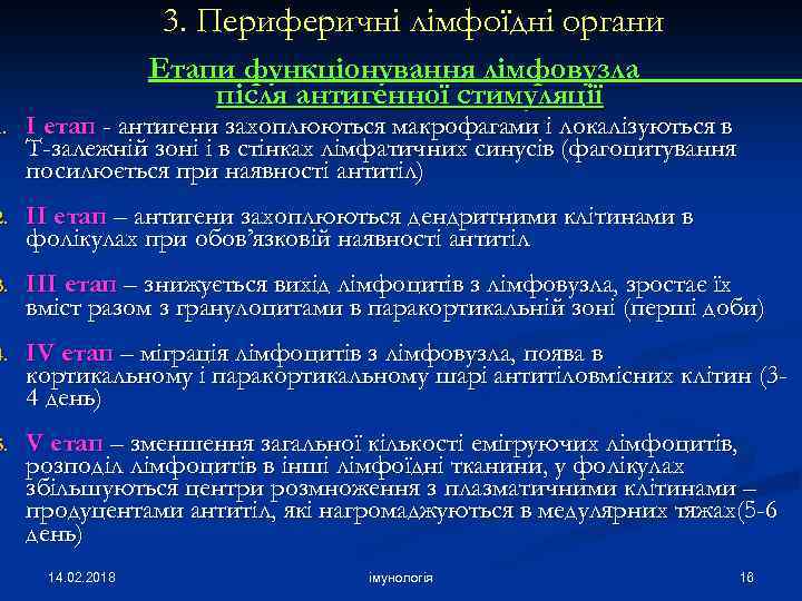 3. Периферичні лімфоїдні органи Етапи функціонування лімфовузла після антигенної стимуляції 1. І етап -