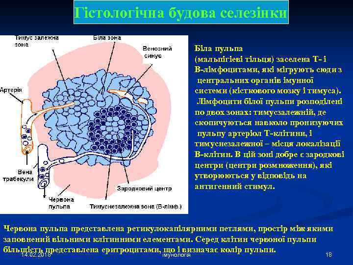 Гістологічна будова селезінки Біла пульпа (мальпігіеві тільця) заселена Т- і В-лімфоцитами, які мігрують сюди