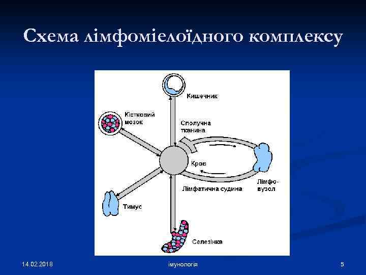 Схема лімфоміелоїдного комплексу 14. 02. 2018 імунологія 5 