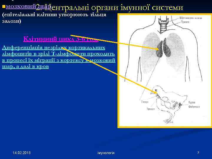 2. Центральні органи імунної системи nмозковий шар (епітеліальні клітини утворюють тільця залози) Клітинний цикл