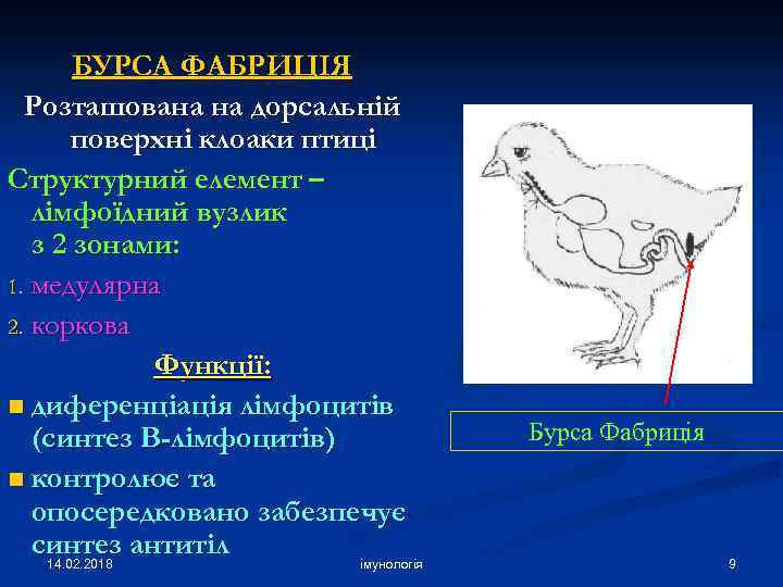 БУРСА ФАБРИЦІЯ Розташована на дорсальній поверхні клоаки птиці Структурний елемент – лімфоїдний вузлик з