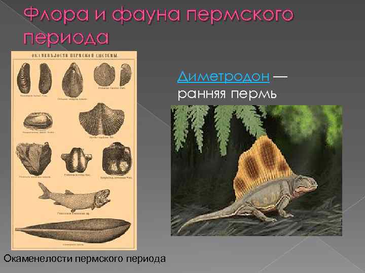 Флора и фауна пермского периода Диметродон — ранняя пермь Окаменелости пермского периода 