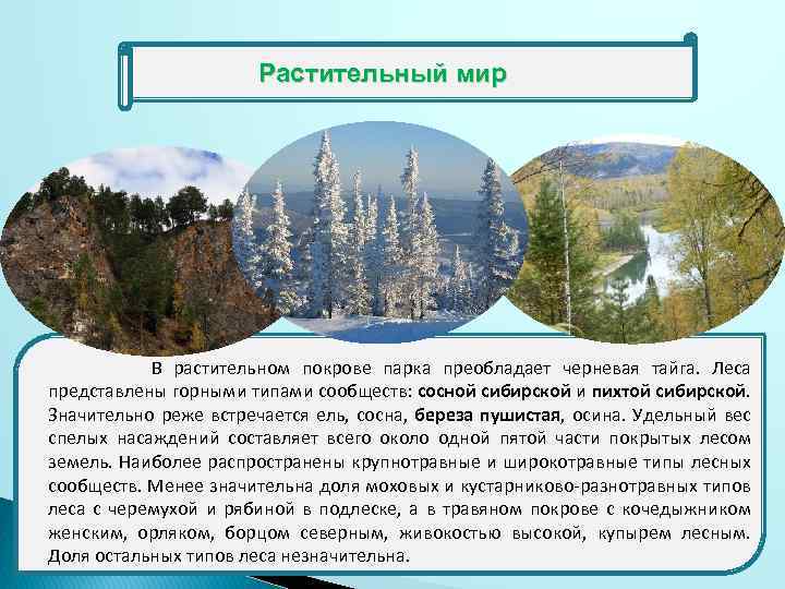 Растительный мир В растительном покрове парка преобладает черневая тайга. Леса представлены горными типами сообществ: