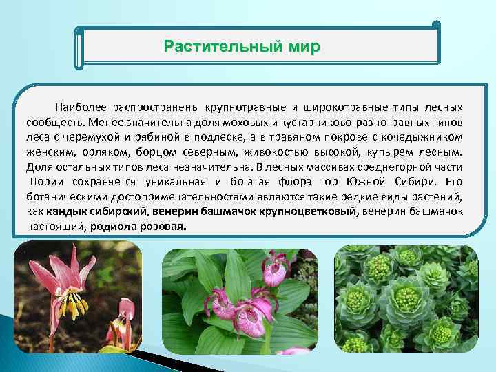 Растительный мир Наиболее распространены крупнотравные и широкотравные типы лесных сообществ. Менее значительна доля моховых