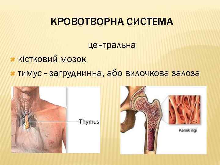 КРОВОТВОРНА СИСТЕМА центральна кістковий мозок тимус - загруднинна, або вилочкова залоза 