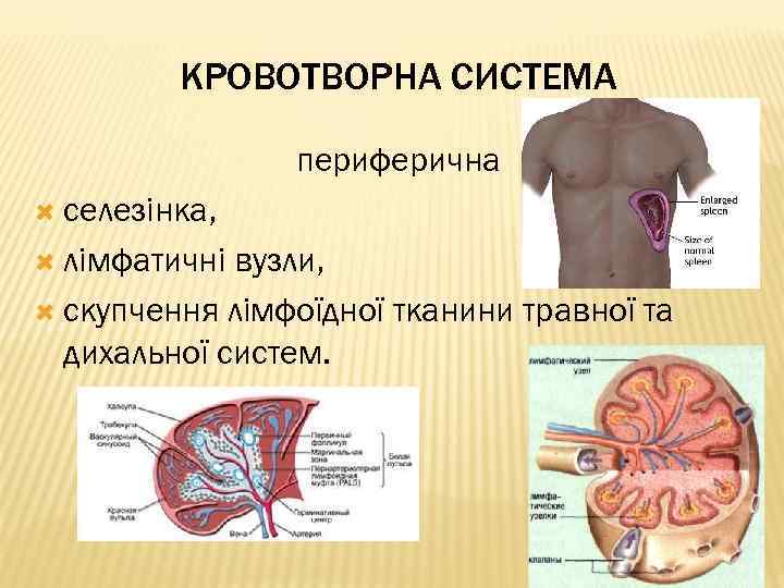 КРОВОТВОРНА СИСТЕМА периферична селезінка, лімфатичні вузли, скупчення лімфоїдної тканини травної та дихальної систем. 