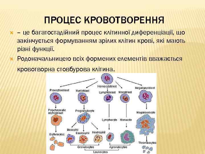 ПРОЦЕС КРОВОТВОРЕННЯ – це багатостадійний процес клітинної диференціації, що закінчується формуванням зрілих клітин крові,