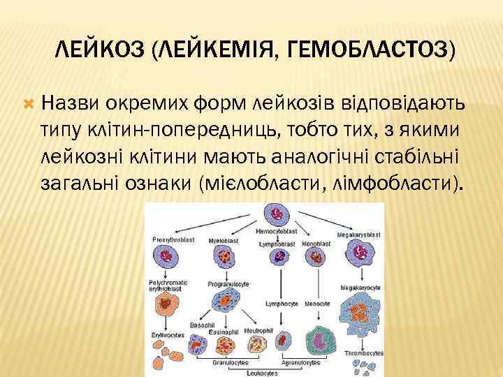 ЛЕЙКОЗ (ЛЕЙКЕМІЯ, ГЕМОБЛАСТОЗ) Назви окремих форм лейкозів відповідають типу клітин-попередниць, тобто тих, з якими