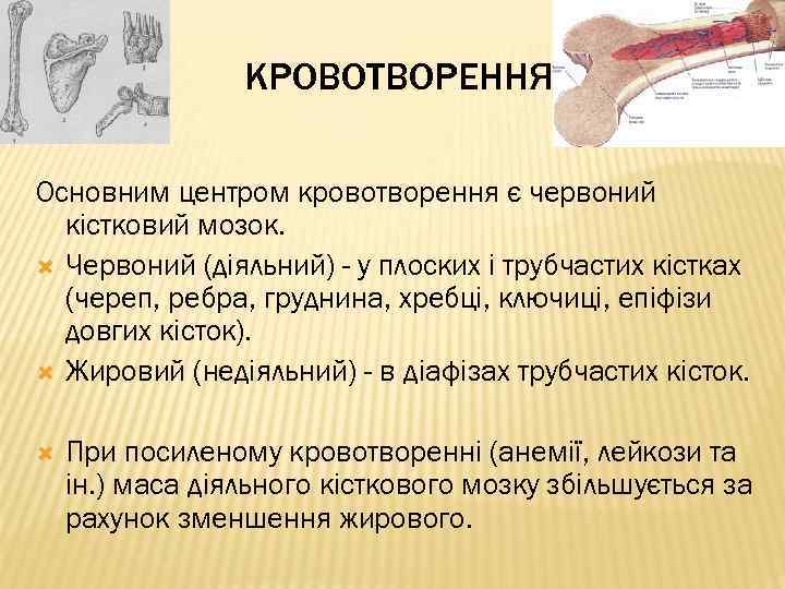 КРОВОТВОРЕННЯ Основним центром кровотворення є червоний кістковий мозок. Червоний (діяльний) - у плоских і