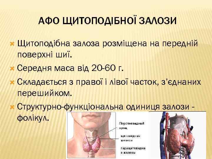 АФО ЩИТОПОДІБНОЇ ЗАЛОЗИ Щитоподібна залоза розміщена на передній поверхні шиї. Середня маса від 20