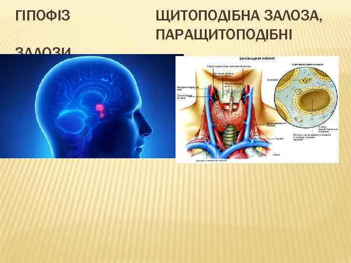 ГІПОФІЗ ЗАЛОЗИ ЩИТОПОДІБНА ЗАЛОЗА, ПАРАЩИТОПОДІБНІ 