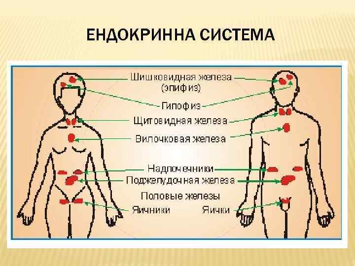 ЕНДОКРИННА СИСТЕМА 