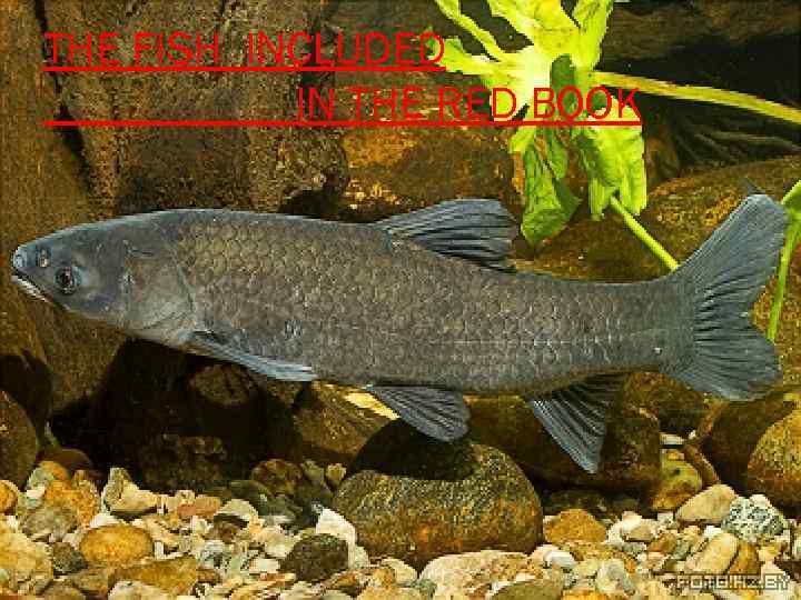 THE FISH INCLUDED IN THE RED BOOK 
