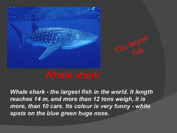 est arg he l ish T f Whale shark - the largest fish in