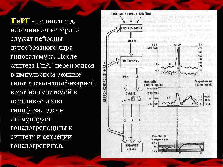 Гн. РГ - полипептид, источником которого служат нейроны дугообразного ядра гипоталамуса. После синтеза Гн.