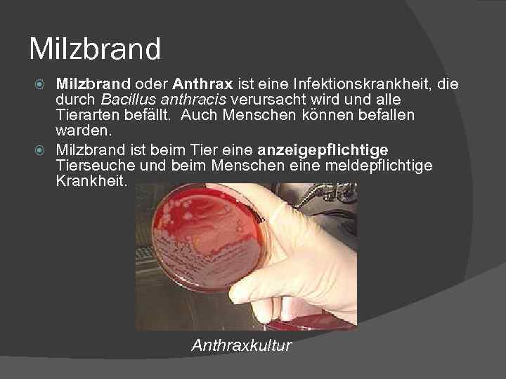 Milzbrand oder Anthrax ist eine Infektionskrankheit, die durch Bacillus anthracis verursacht wird und alle