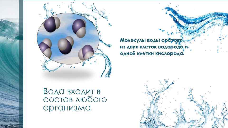 Молекулы воды состоят из двух клеток водорода и одной клетки кислорода. Вода входит в