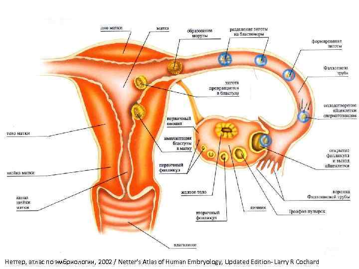 Неттер, атлас по эмбриологии, 2002 / Netter's Atlas of Human Embryology, Updated Edition- Larry