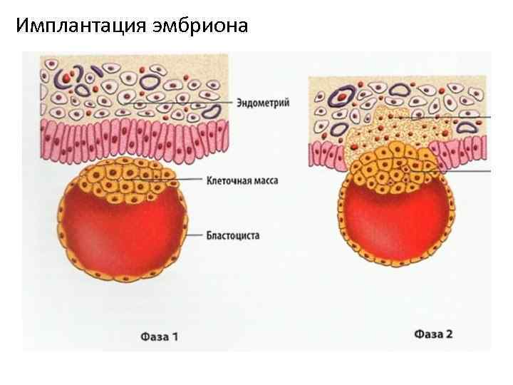 Имплантация эмбриона 