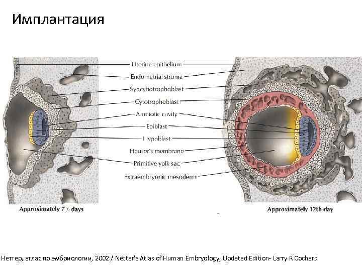 Имплантация Неттер, атлас по эмбриологии, 2002 / Netter's Atlas of Human Embryology, Updated Edition-