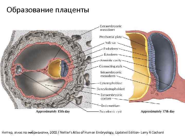 Образование плаценты Неттер, атлас по эмбриологии, 2002 / Netter's Atlas of Human Embryology, Updated