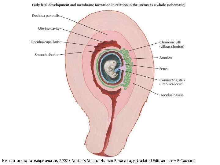 Неттер, атлас по эмбриологии, 2002 / Netter's Atlas of Human Embryology, Updated Edition- Larry