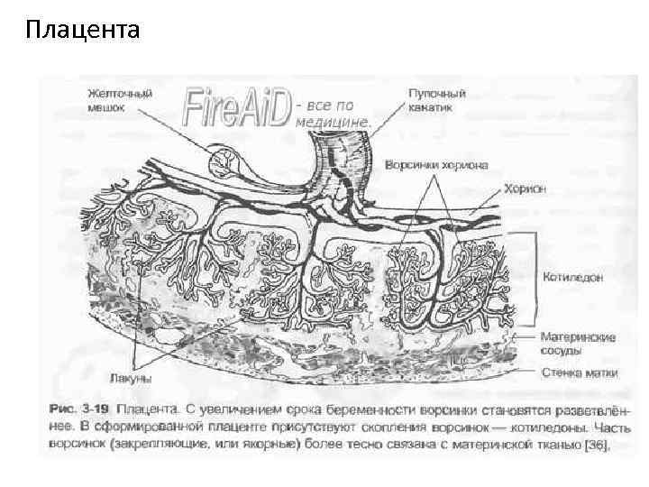 Плацента 