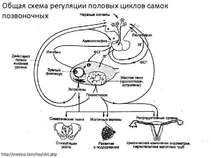 Общая схема регуляции половых циклов самок позвоночных http: //medvuz. com/noz/ch 6. php 