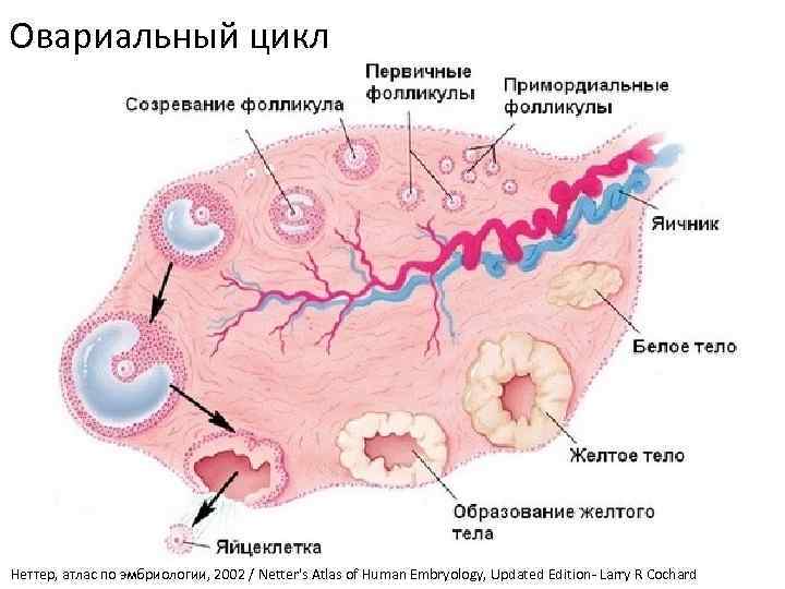 Овариальный цикл Неттер, атлас по эмбриологии, 2002 / Netter's Atlas of Human Embryology, Updated