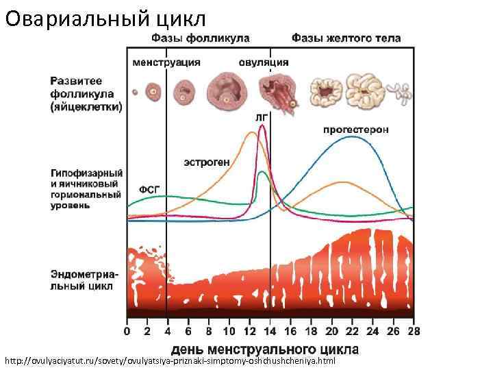 Овариальный цикл http: //ovulyaciyatut. ru/sovety/ovulyatsiya-priznaki-simptomy-oshchushcheniya. html 