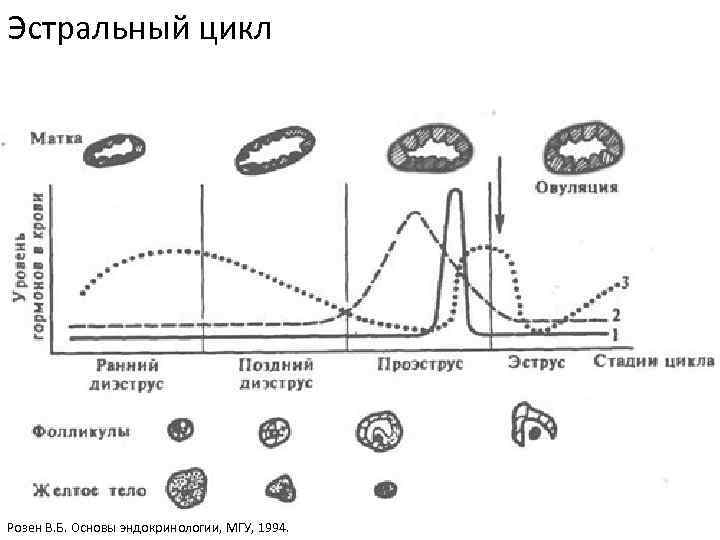 Эстральный цикл Розен В. Б. Основы эндокринологии, МГУ, 1994. 