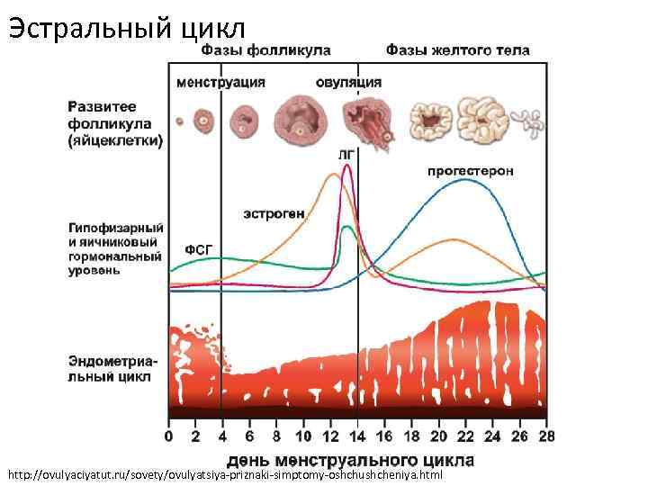 Эстральный цикл http: //ovulyaciyatut. ru/sovety/ovulyatsiya-priznaki-simptomy-oshchushcheniya. html 