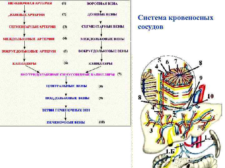 Система кровеносных сосудов 