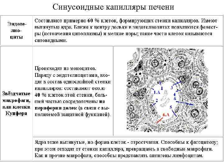 Синусоидные капилляры печени 