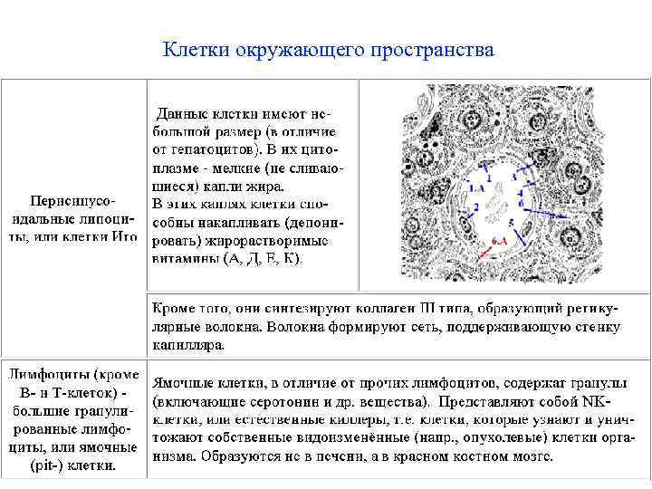 Клетки окружающего пространства 