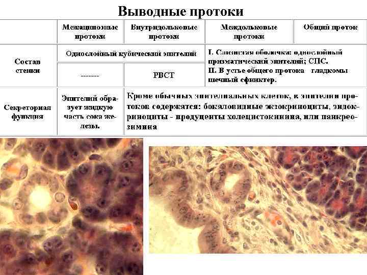 Выводные протоки 