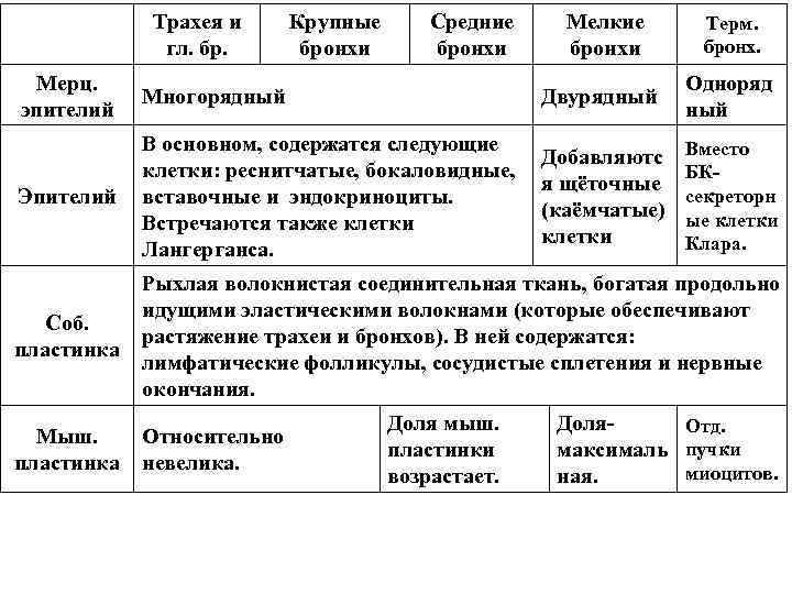 Трахея и гл. бр. Крупные бронхи Средние бронхи Мелкие бронхи Терм. бронх. Мерц. эпителий