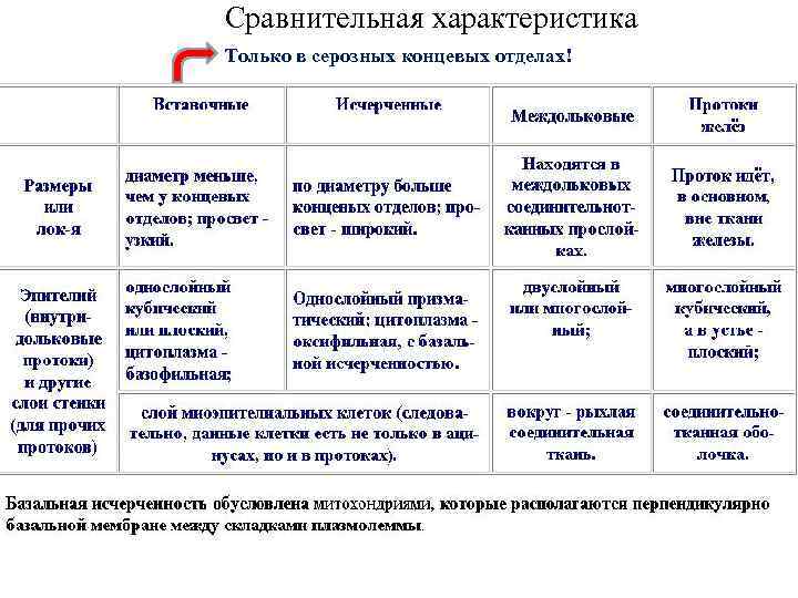 Характеристики печени и поджелудочной железы