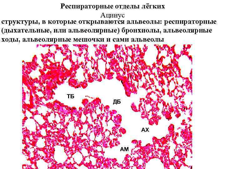 Респираторные отделы лёгких Ацинус структуры, в которые открываются альвеолы: респираторные (дыхательные, или альвеолярные) бронхиолы,