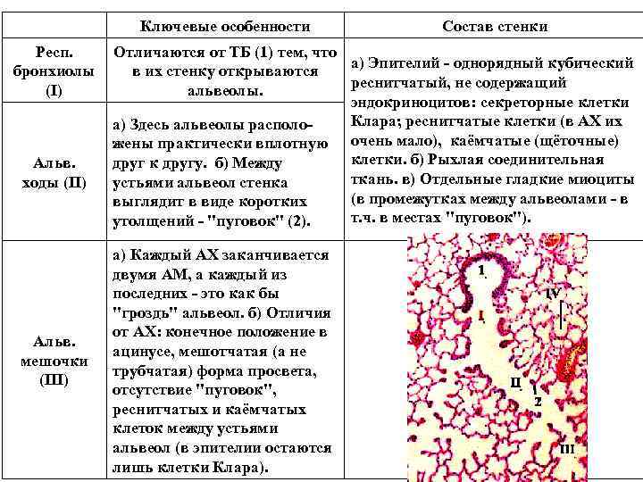  Ключевые особенности Состав стенки Респ. Отличаются от ТБ (1) тем, что а) Эпителий