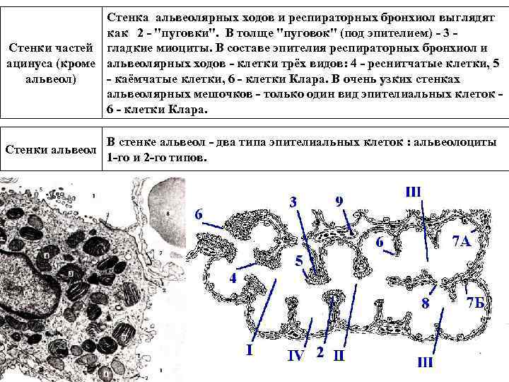 Стенка альвеолярных ходов и респираторных бронхиол выглядят как 2 - 