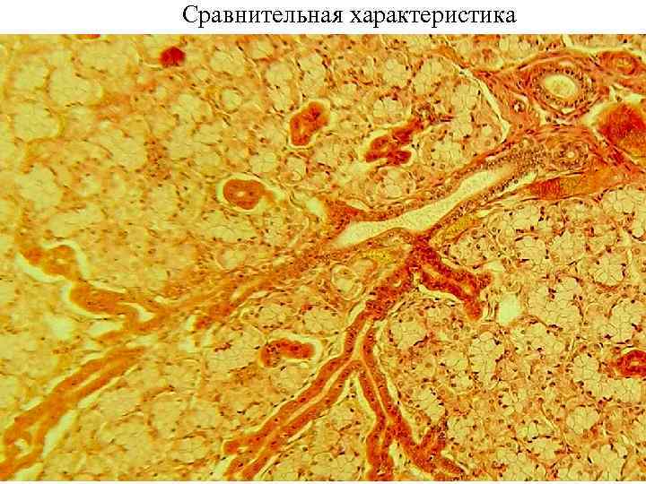 Сравнительная характеристика 