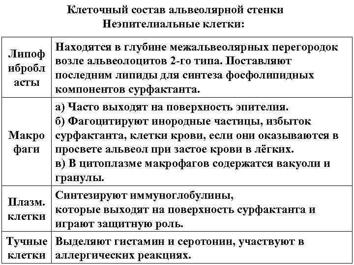 Клеточный состав альвеолярной стенки Неэпителиальные клетки: Находятся в глубине межальвеолярных перегородок Липоф возле альвеолоцитов