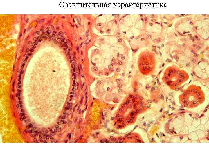 Сравнительная характеристика 