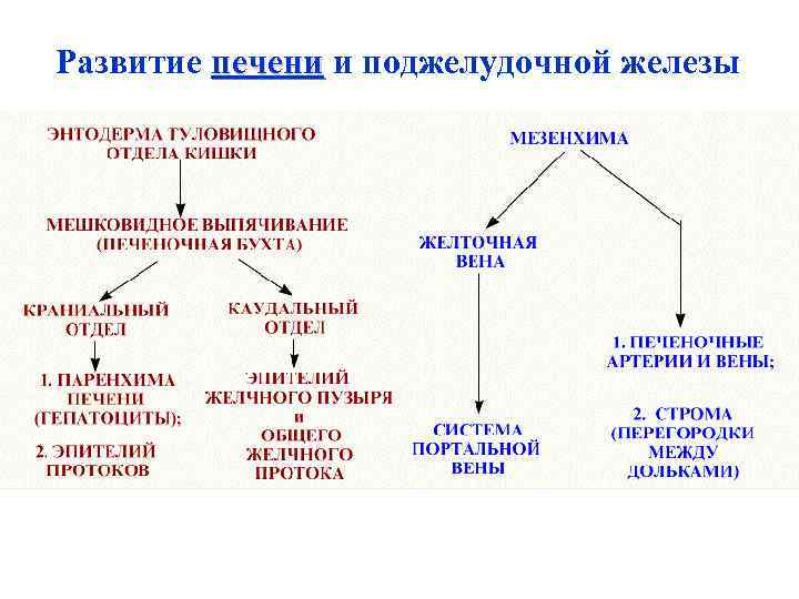 Развитие печени и поджелудочной железы печени 