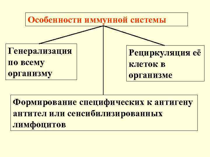 Особенности иммунной системы Генерализация по всему организму Рециркуляция её клеток в организме Формирование специфических